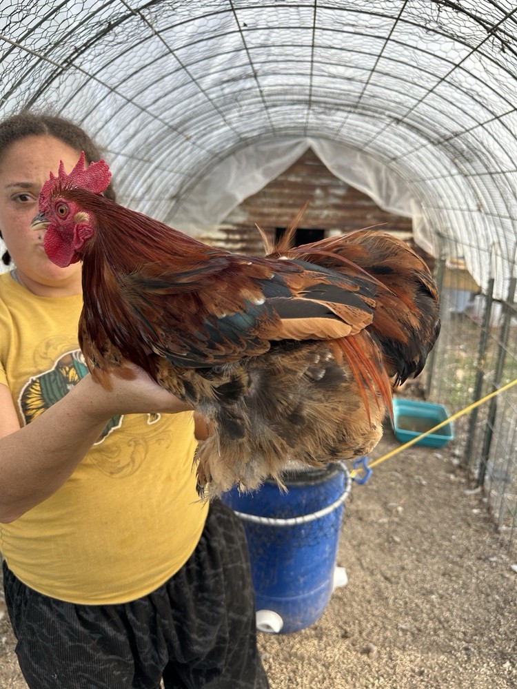 Bantam Cochin Fun Pen
