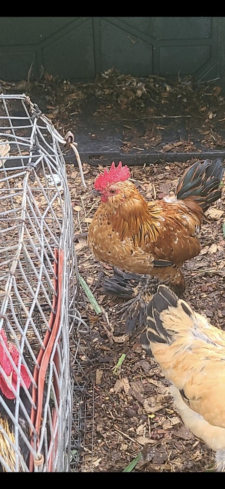 Fertile Bantam Mystery Hatch 12 eggs