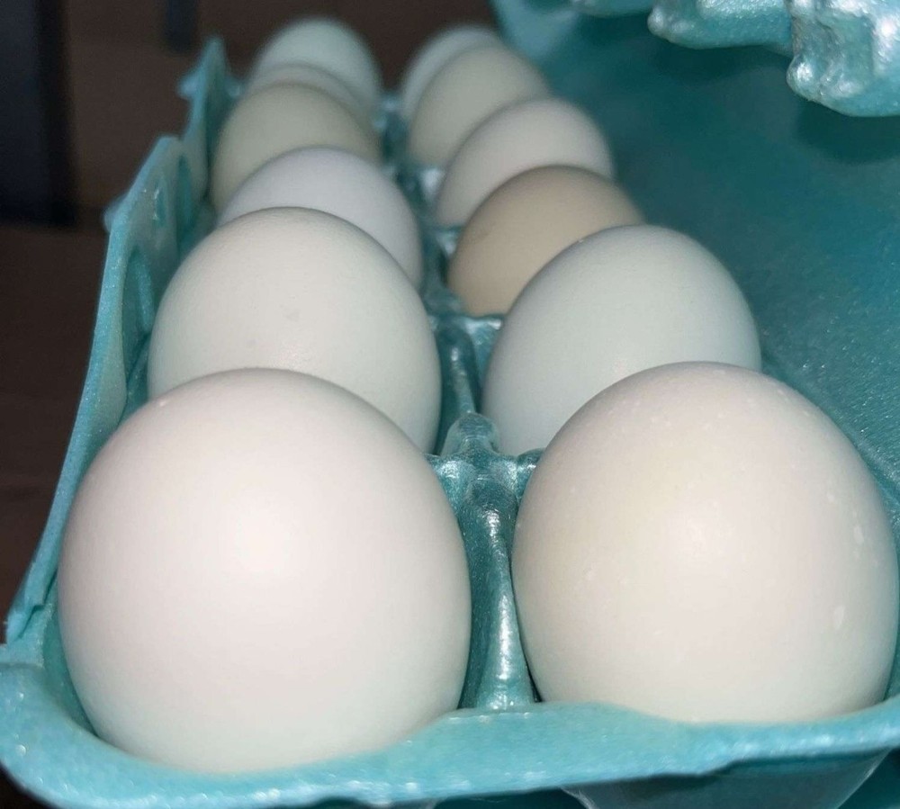 Whiting True Blue Fertile Hatching Eggs (12 Eggs | One Dozen)