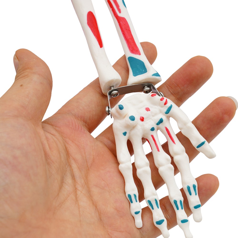 NEW 34" Modern Hanging Style Human Skeleton Model Includes Joint Ligaments White