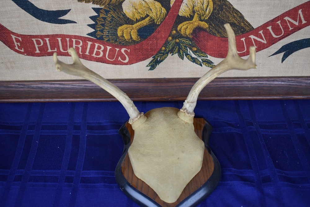 Plaque Mounted Antlers