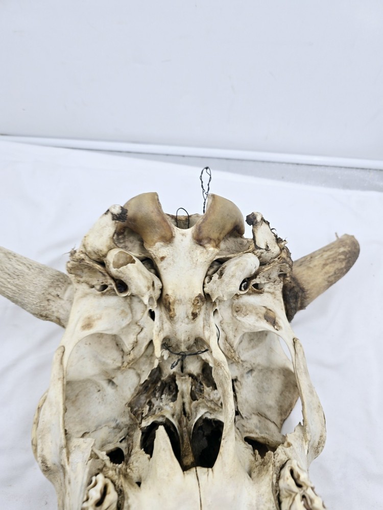 Steer Skull 19x18"