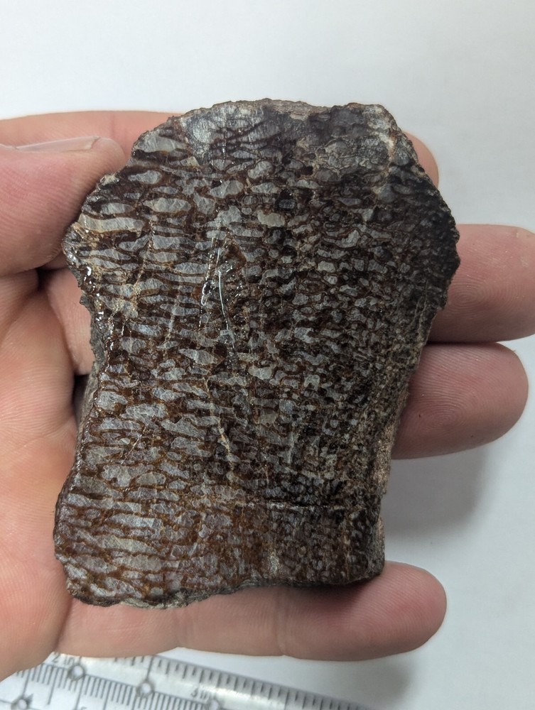 Large Natural Rough Agatized Dino Bone Slab Utah Fossilized Dinosaur