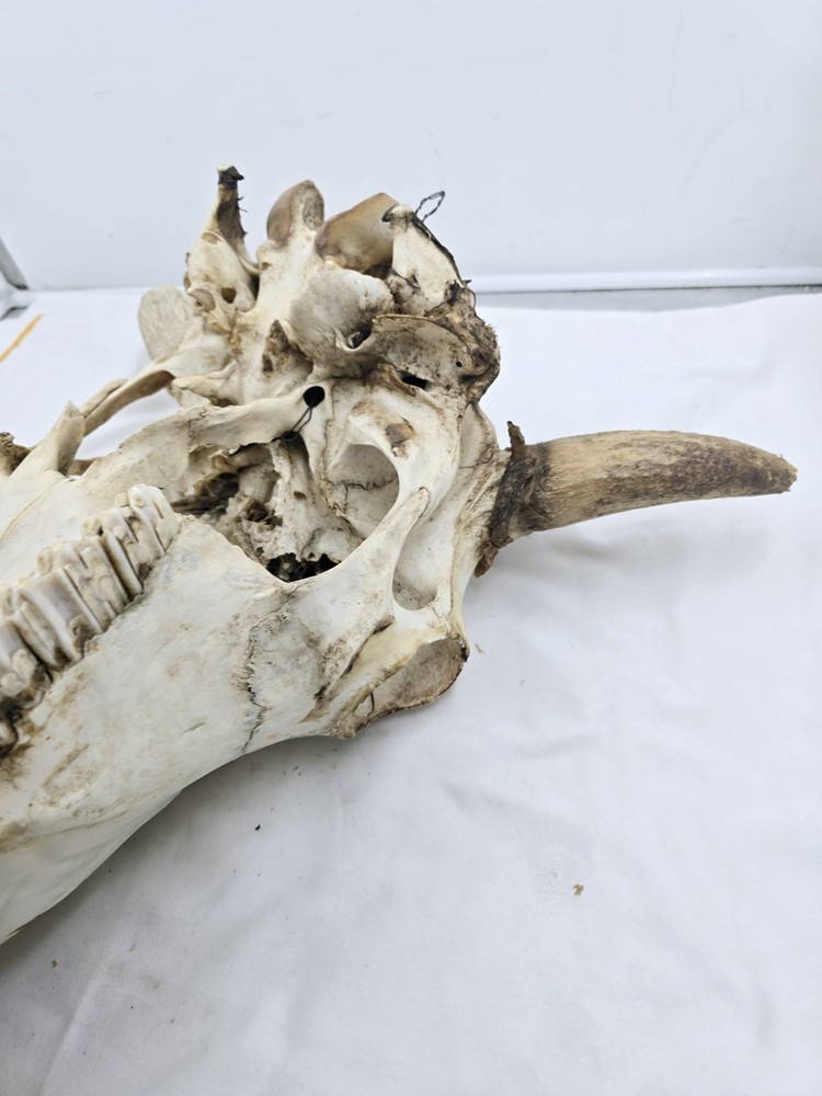 Steer Skull 19x18"