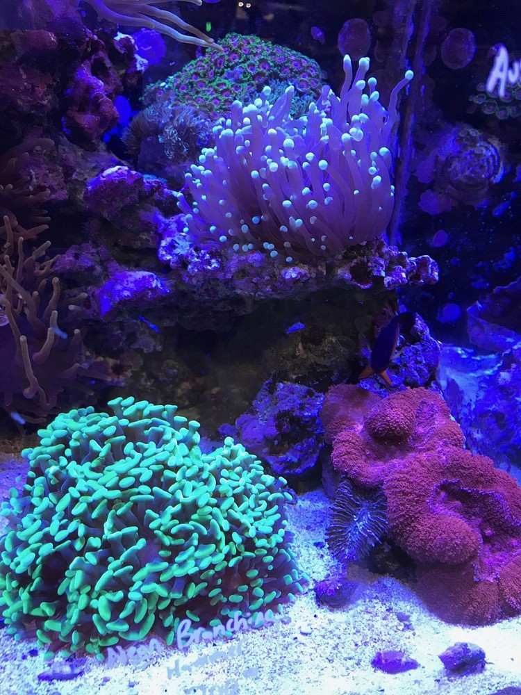 Reef Builder, 4 kg / 8.8 lbs