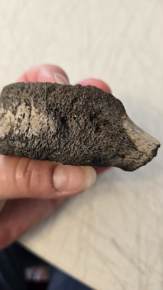 Fossilized Mosasaurus? Vertebra? Reptile Bone? Dinosaur? Real? Replica? READ
