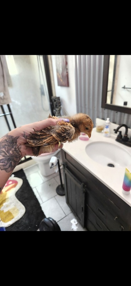 Fertile Bantam Mystery Hatch 12 eggs