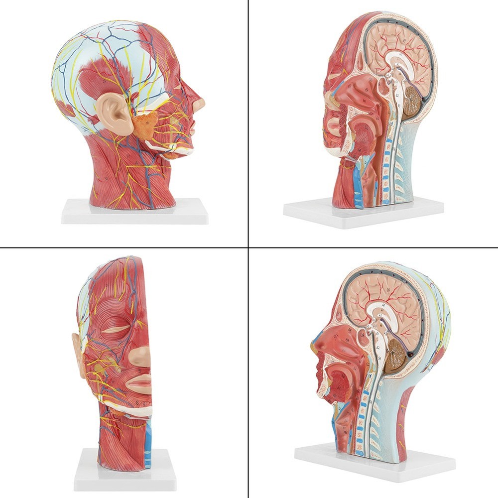 Anatomical Life Size Head Brain Neck Section Study Model New