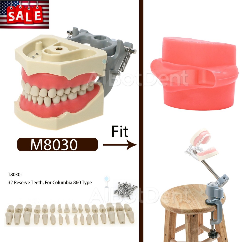 US Columbia Dentoform Dental 860 Type Typodont Model with 32Pcs Removable Teeth