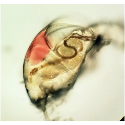 4 Sizes, Universal Microscope Linear Polarizer Filter Kit - 98% Extinction Ratio