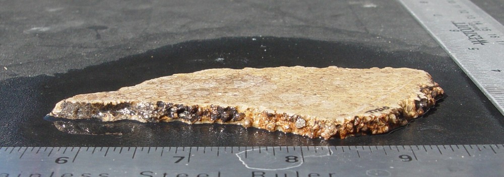 Oolite Lapidary Slab T1210