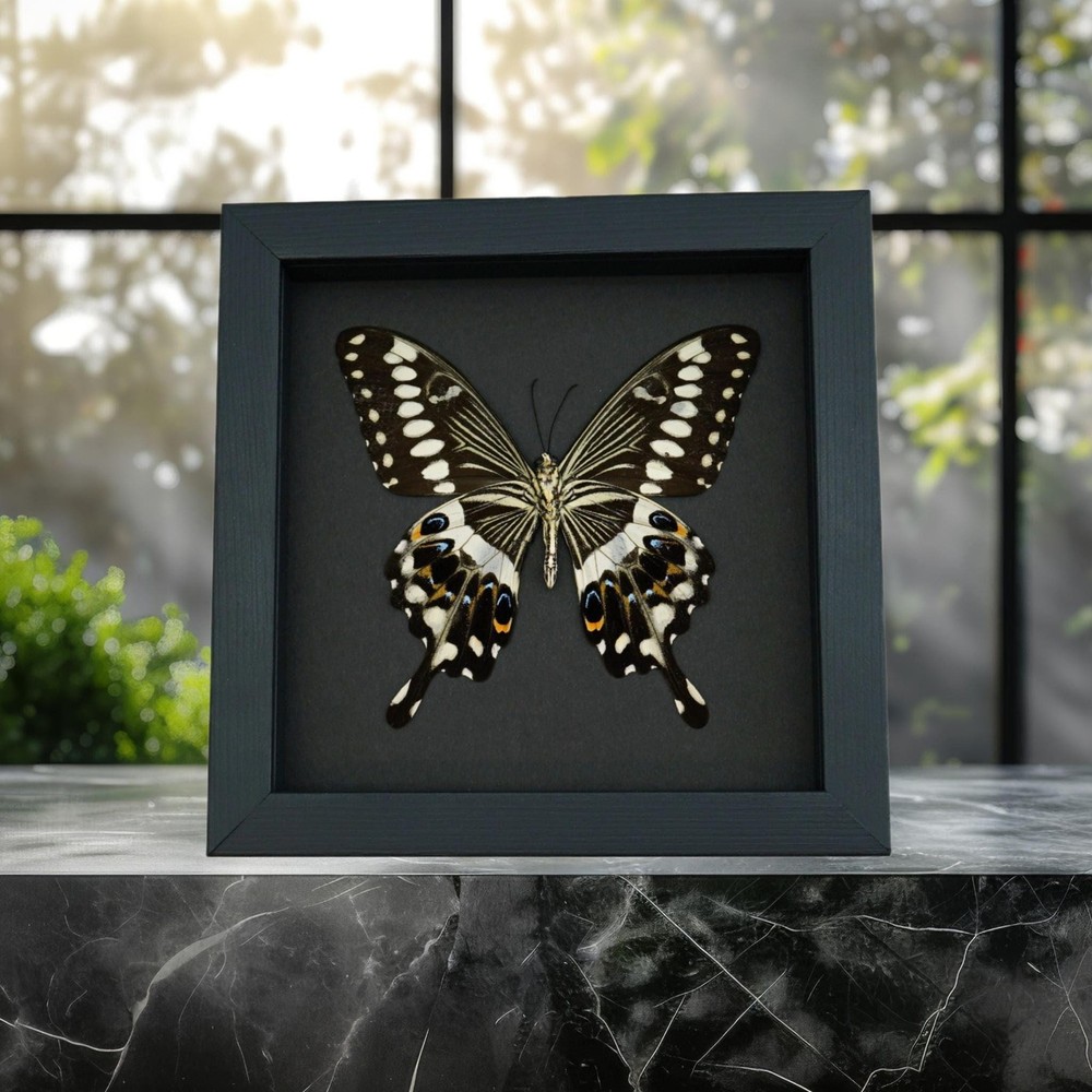 Papilio lormieri Verso Butterfly Central Emperor Swallowtail Framed Moonlight