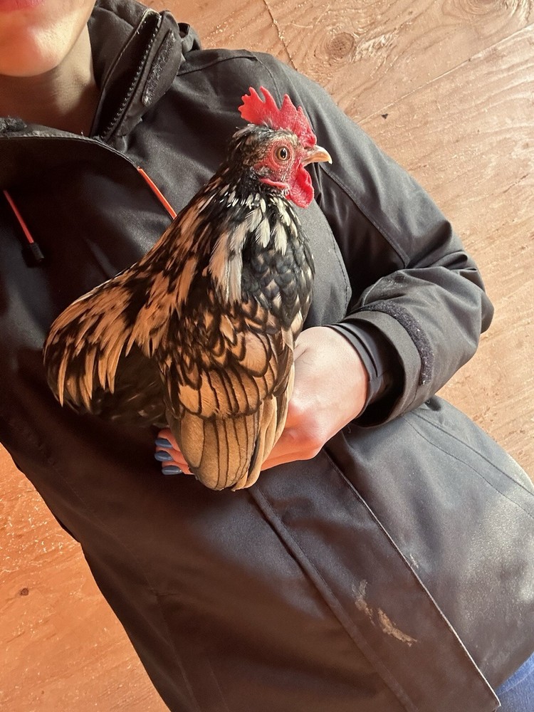 Kikiriki Bantam Hatching Eggs 8++