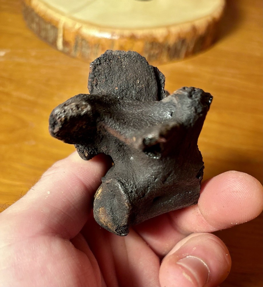 Museum Quality Associated Fossilized Alligator Vertebra Mount