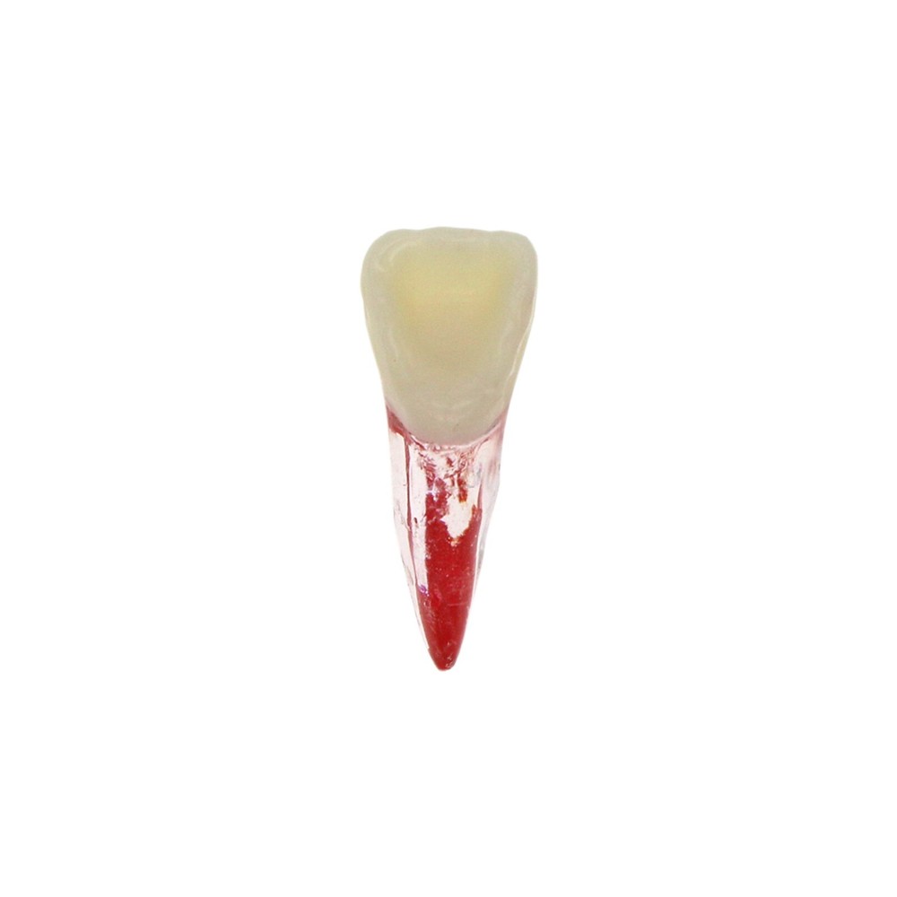 10 Size Dental Root Canal Practice Model Teeth for Pulp Study RCT Endo File