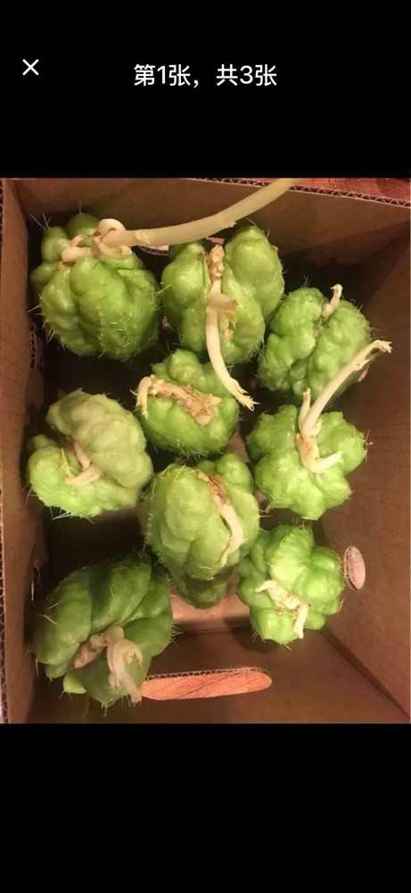 Chayote starting plants