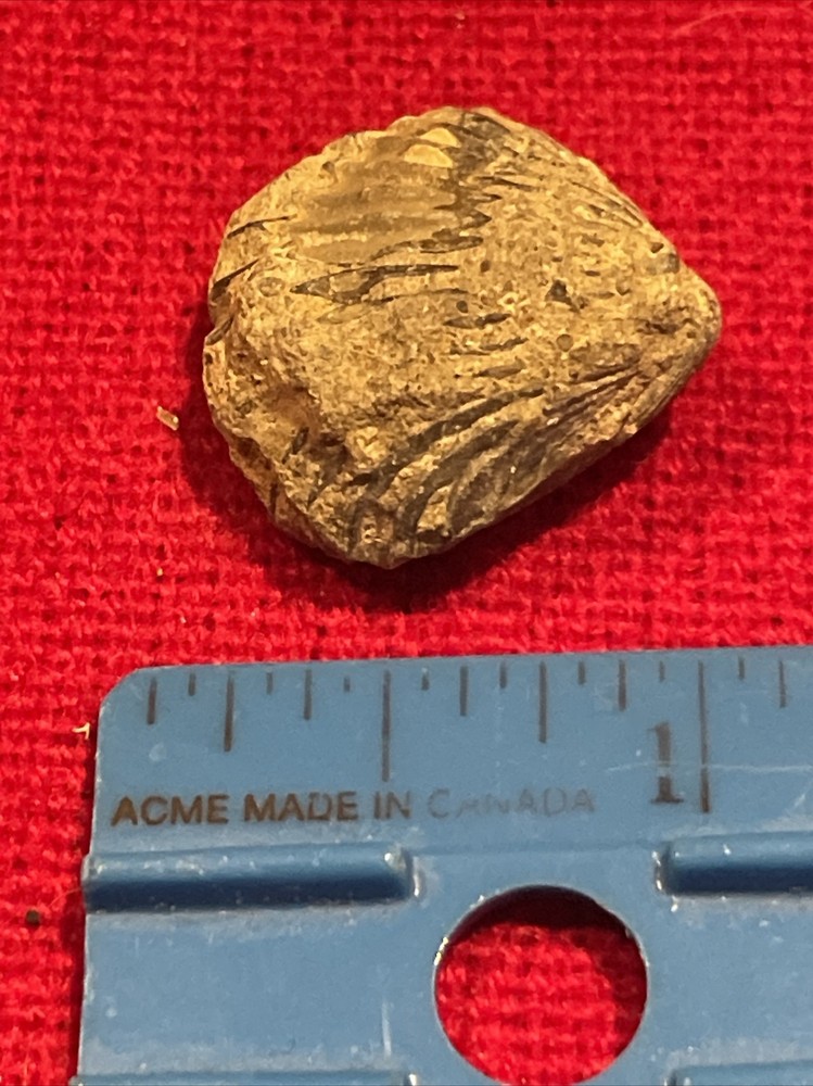 prehistoric Sea animals, Fossilized