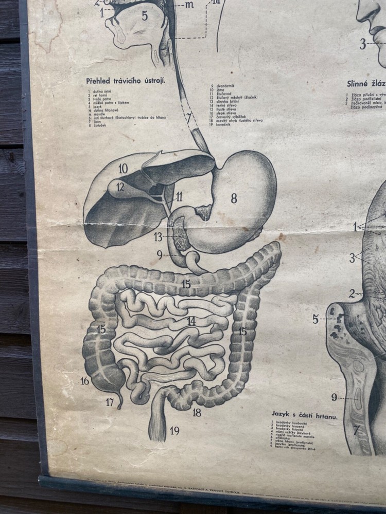 Original 1950s anatomical school chart human teeth & digestive system