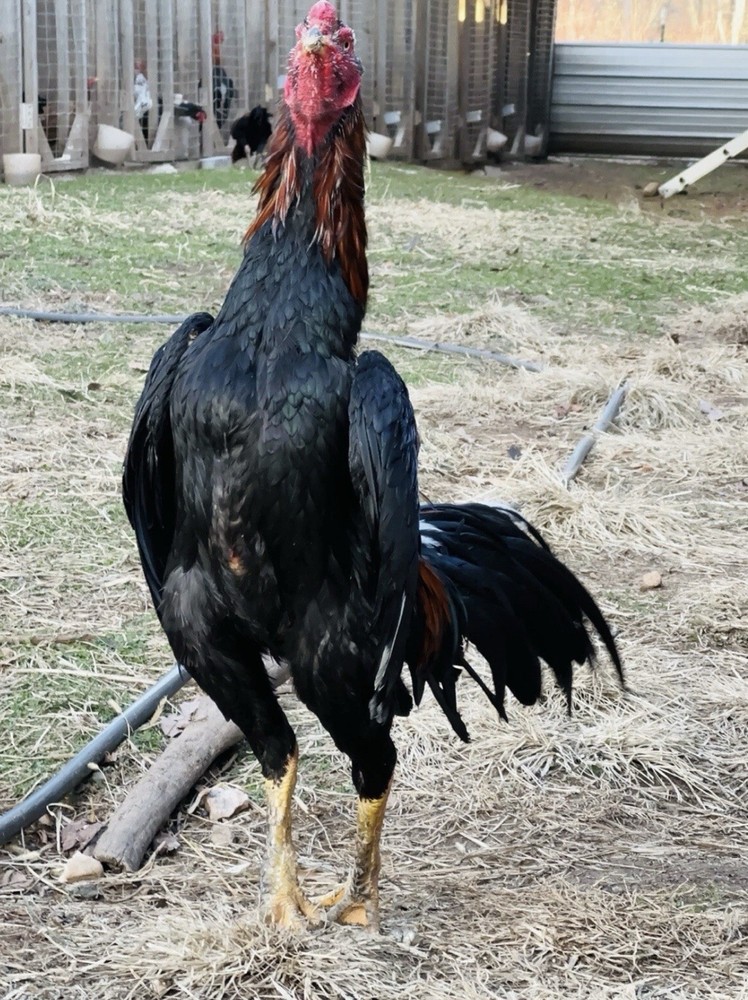 Thai Chicken Hatching eggs