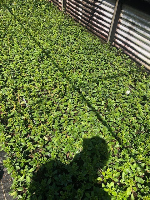 10- Delaware Valley White Azalea