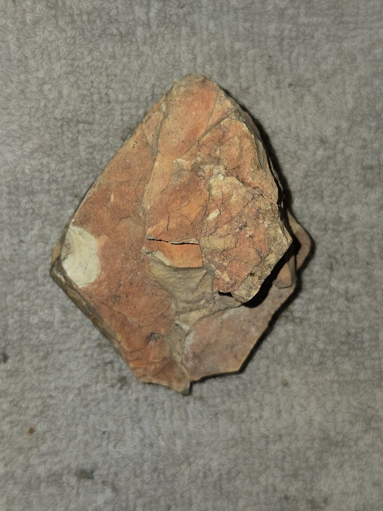 Unique & Naturally Shaped Petrified Wood Display Piece!