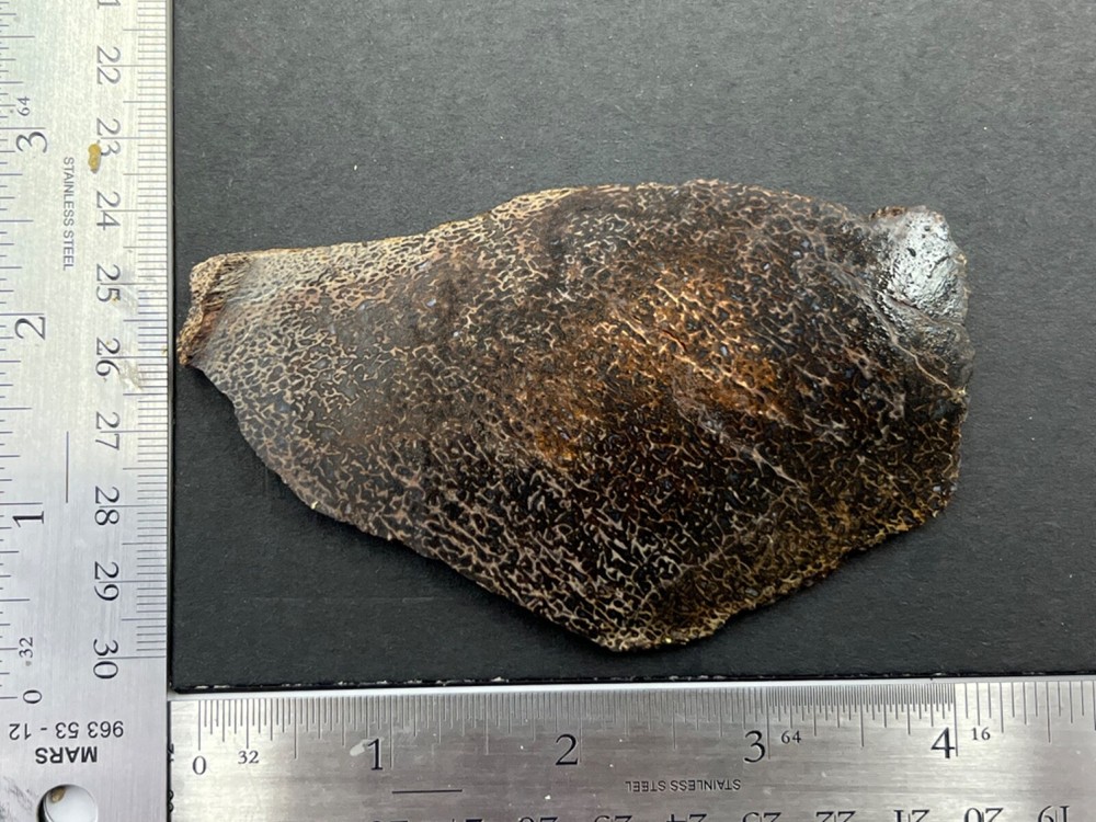 Fossilized agatized dinosaur bone slab 64 grams fluorescent