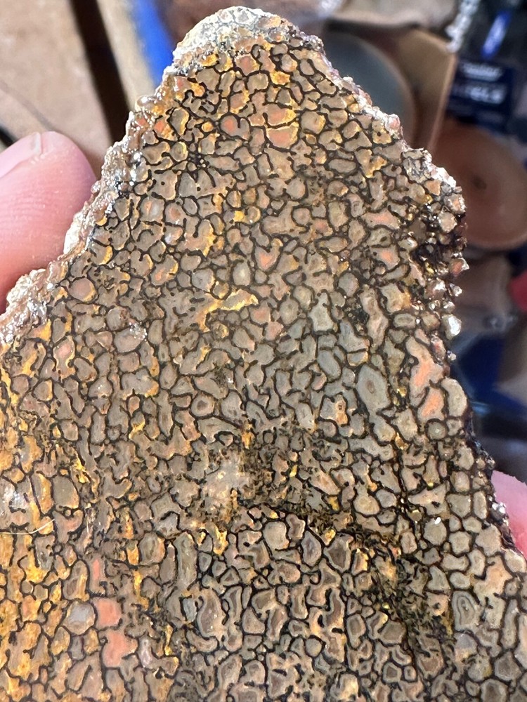 Dinosaur bone rough **hxtled slab.