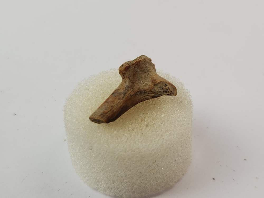Turtle Bone Fossil - Hell Creek Fm. - Wibaux Co., MT - 1 Per Purchase