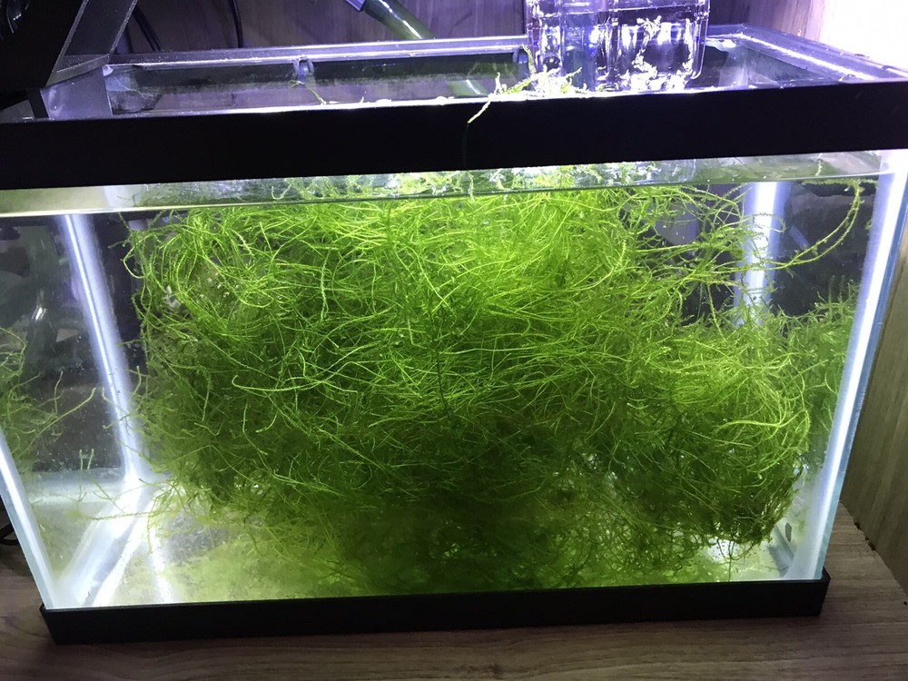 Java Moss - Super Easy Low Light Aquarium Live Plant,  Premium Quality