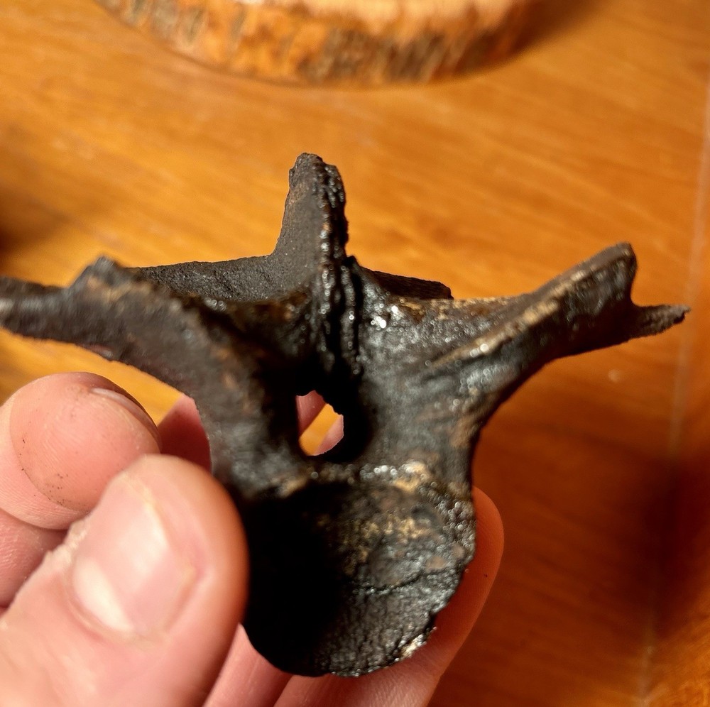 Museum Quality Associated Fossilized Alligator Vertebra Mount