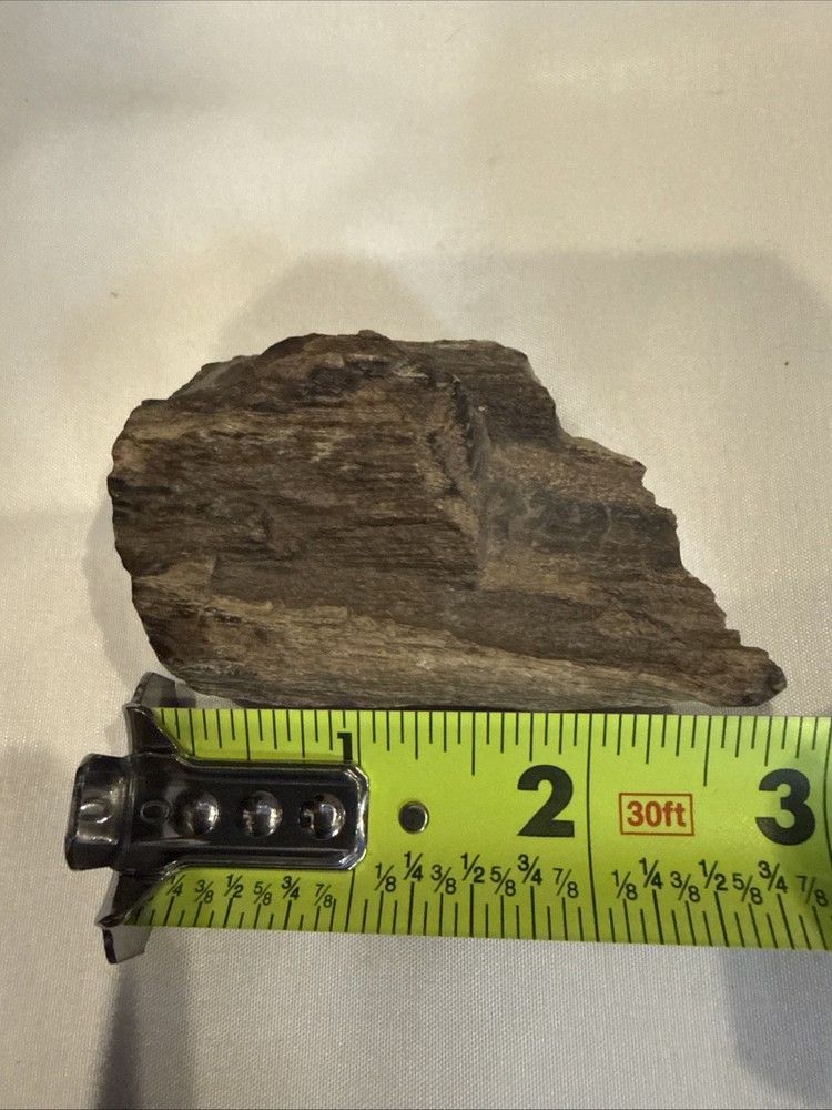 Quality Petrified Wood, Small Piece Nice Looking Small Item