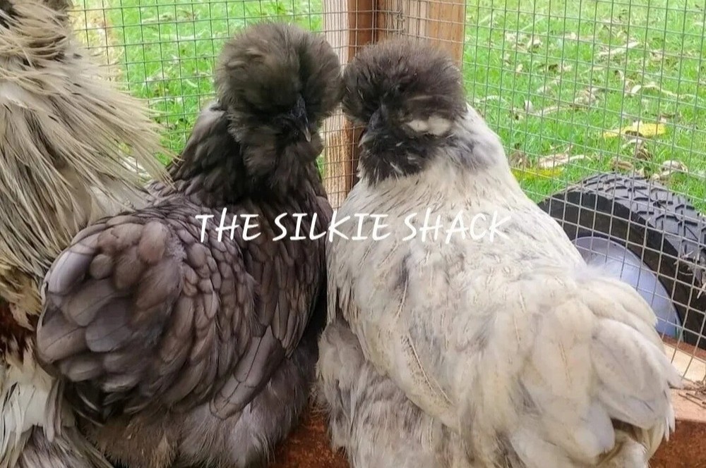 Silkie Chicken Hatching Eggs NPIP Certified ( 1 Dozen)