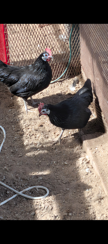 6 white Face Black Spanish Bantam Hatching Eggs. Good Layers!
