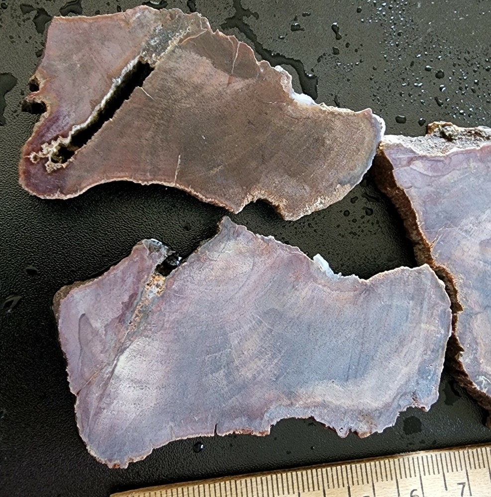 Petrified Wood Lapidary Slabs possibly oak