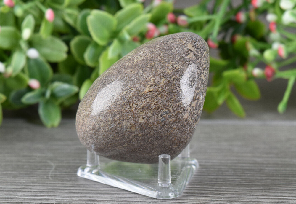 Polished Dinosaur Bone from Morocco 4.3 cm # 19871