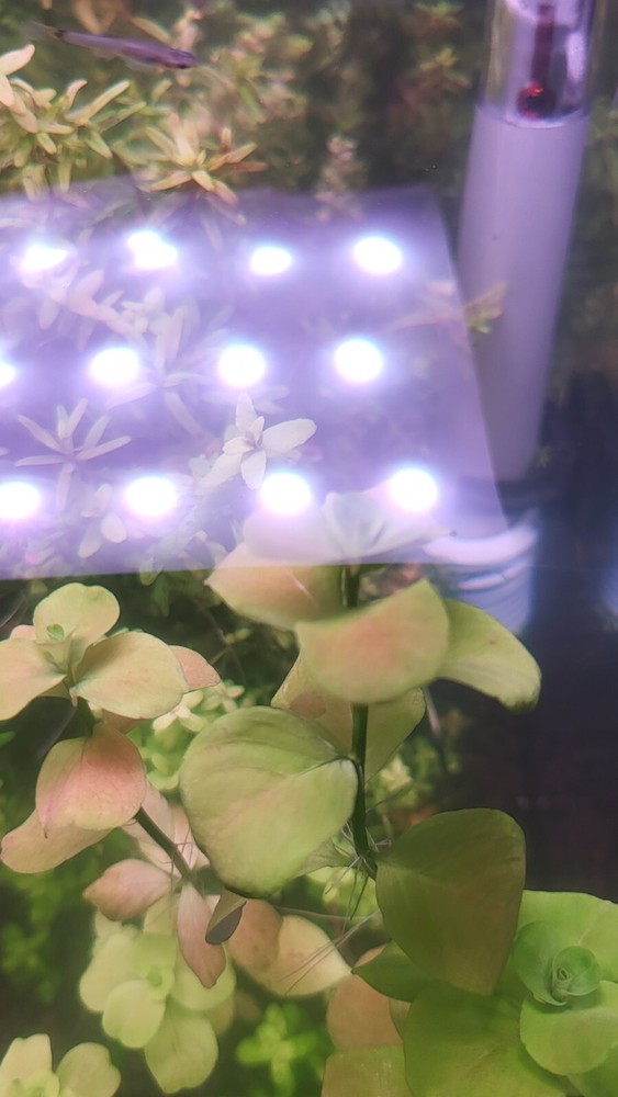 Mattogrossense Grosso 2x