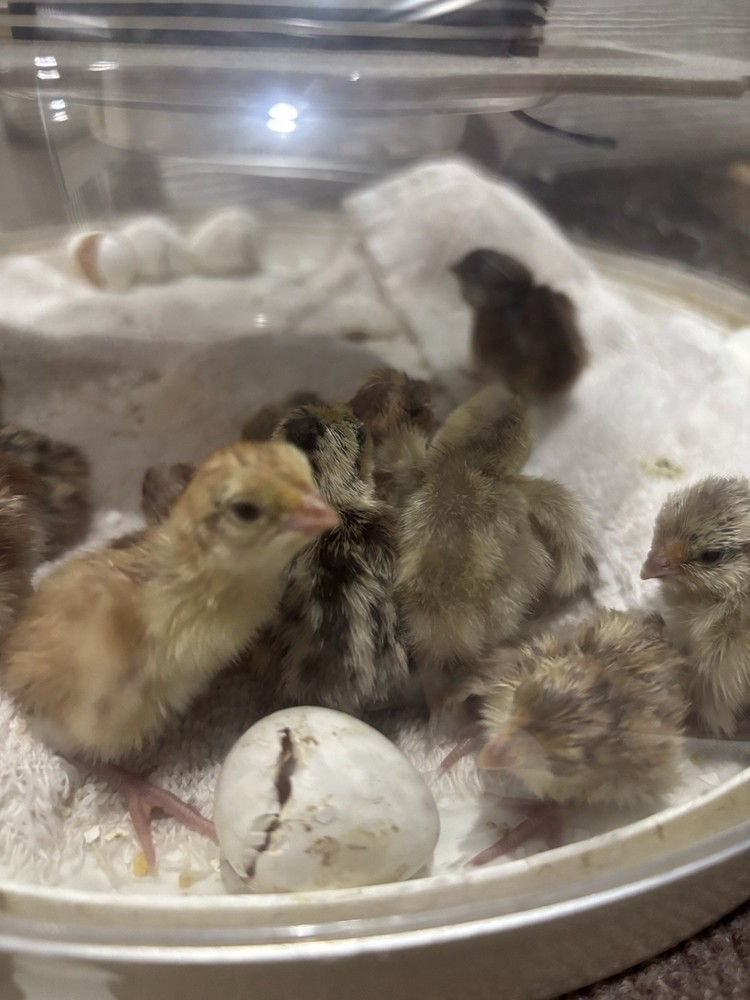 6+ Mixed Bobwhite Hatching Eggs