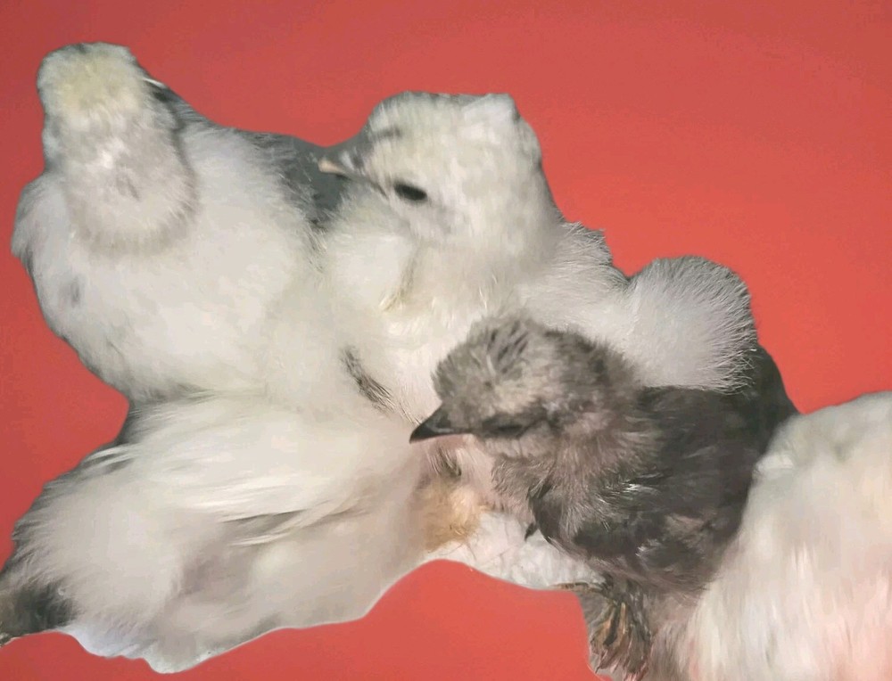 24 Silkie Hatching Eggs
