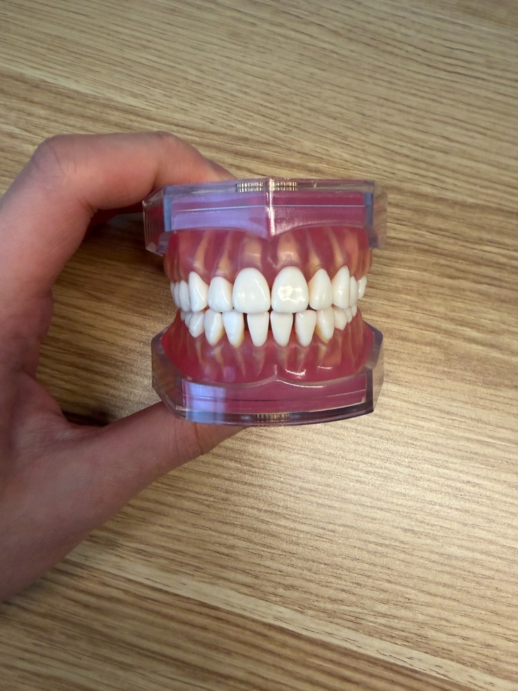 Typodont Teeth Model with Roots Removable Tooth for Dental study