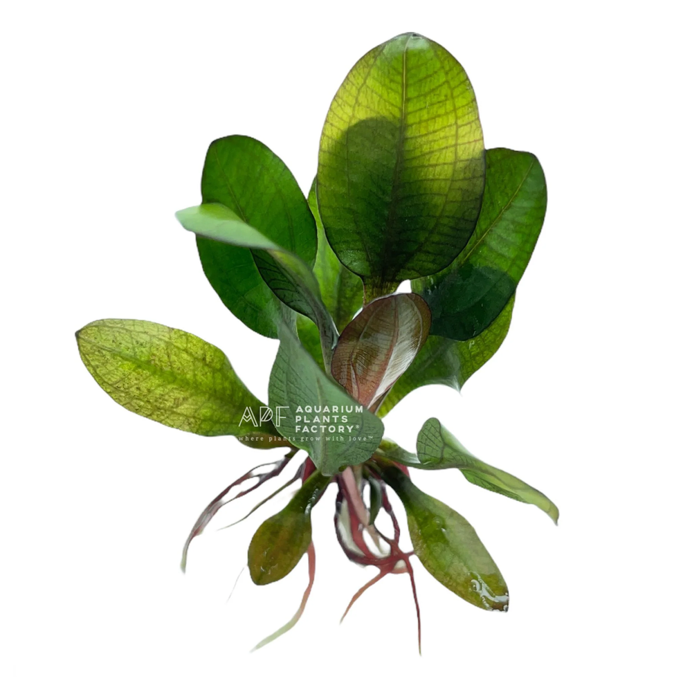 Echinodorus Small Bear | Aquarium Plants Factory®