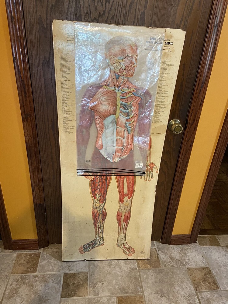 Cram See-Thru Human Anatomical Flip Chart Muscular￼ System Oddity Thin Man 1962