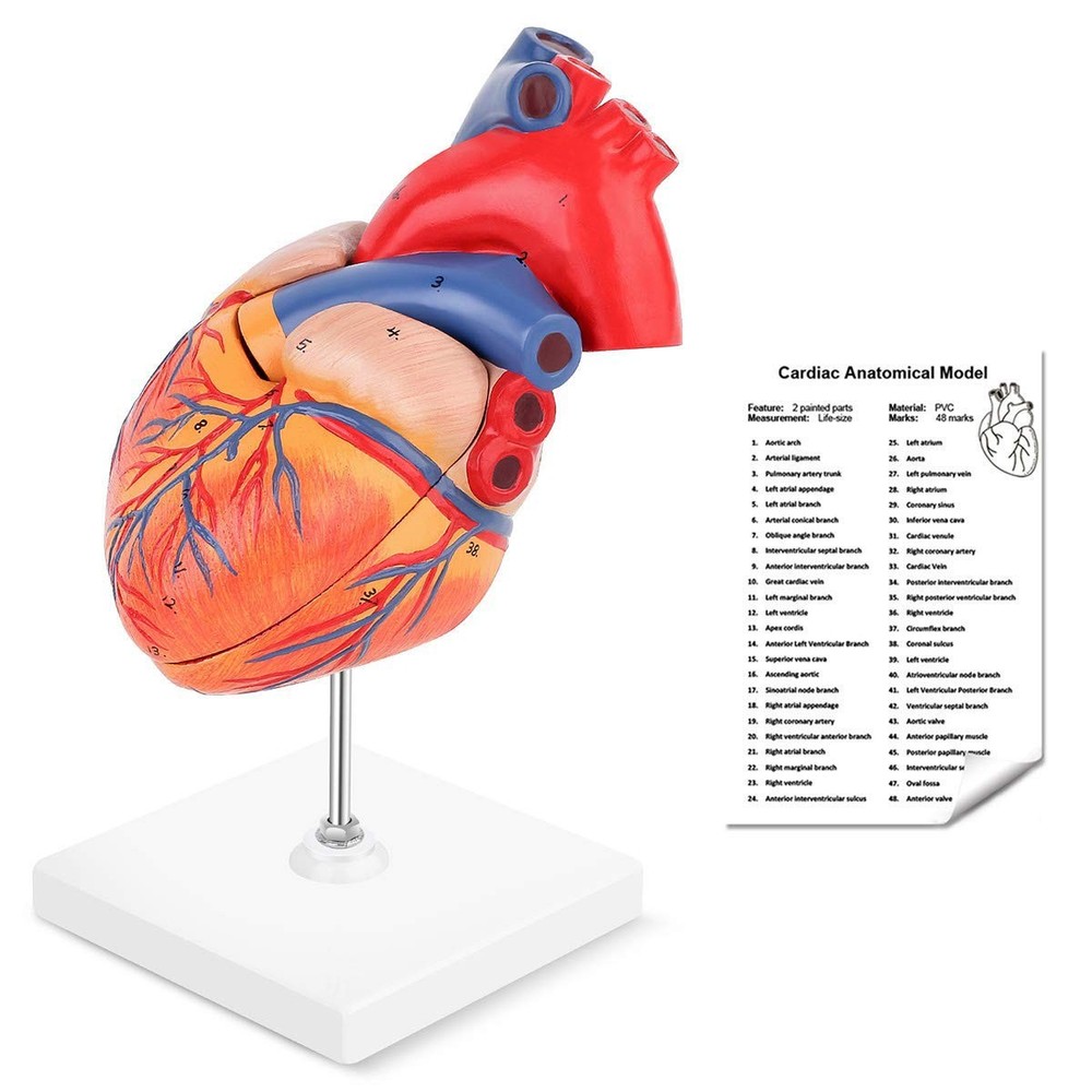 Human Heart Model, 2-Part Life Size Anatomically Accurate Numbered Heart Mode...