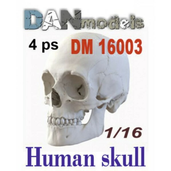 DAN MODELS 16003 1/16 HUMAN SKULLS. 4 THINGS