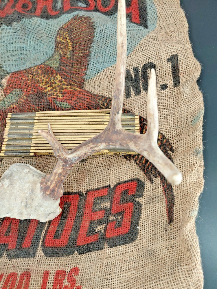 whitetail deer antlers