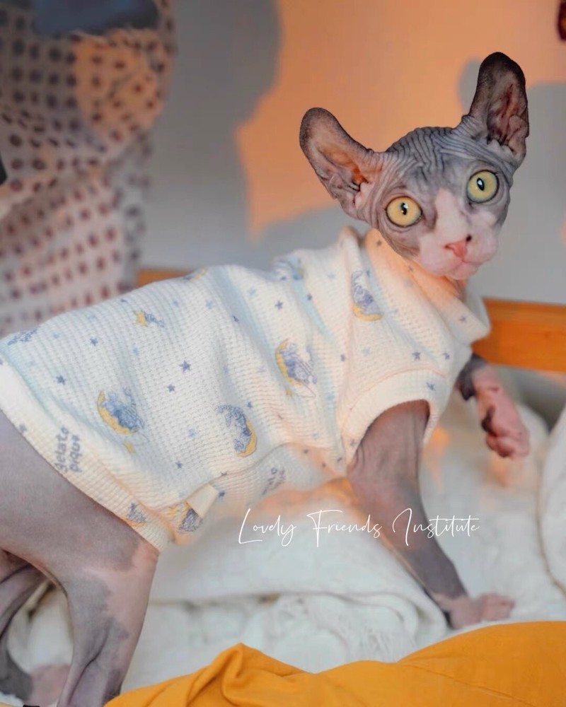 Sphynx/Devon Rex Hairless Cat thin cotton shirt Size M Summer/Spring