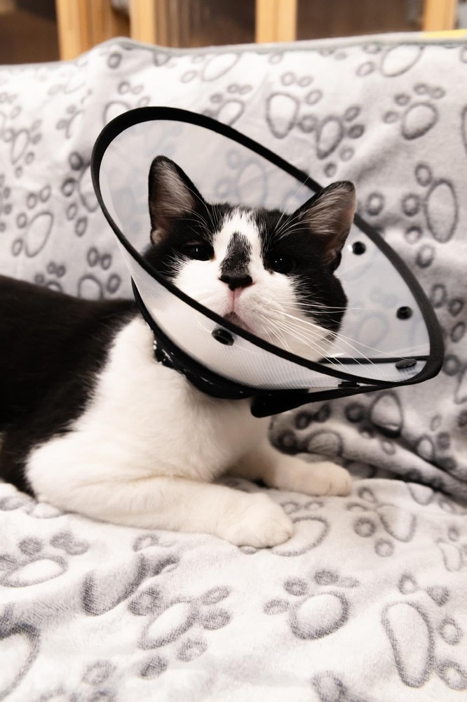 Cat Recovery Cone Collar - Escape-Proof E-Collar to Prevent Licking Medium