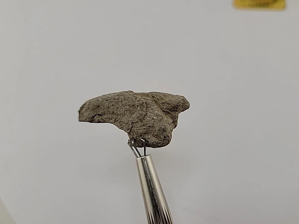 Fossilized Raptor Talon Dinosur Permineralized Fossil