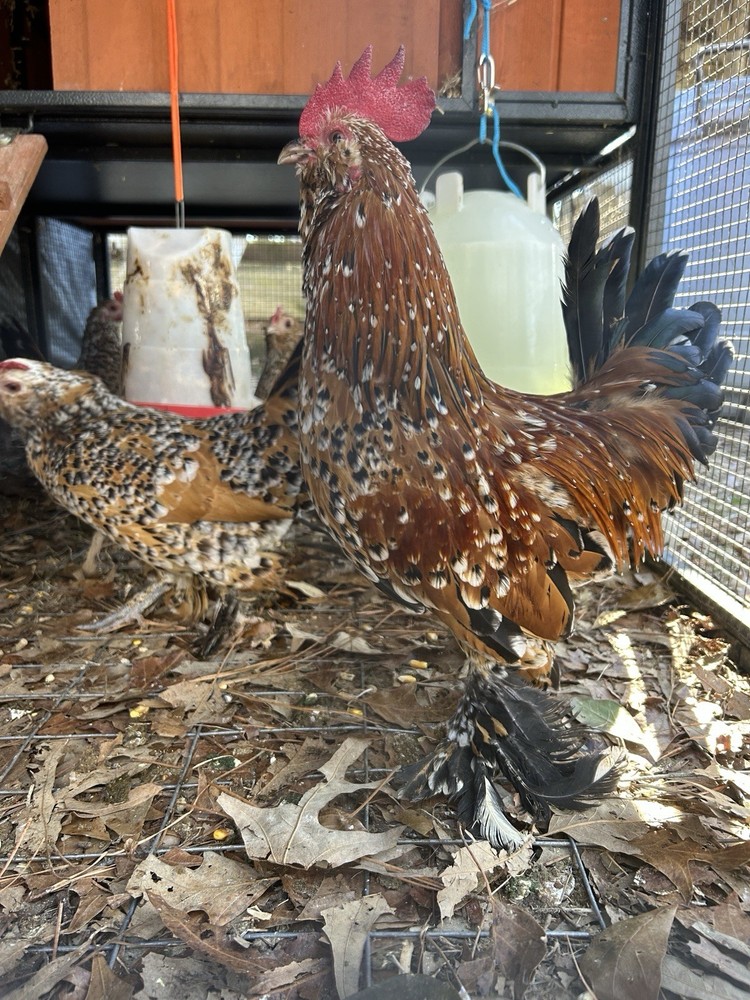 Belgian Bearded Mille Fleur D’Uccle Hatching Eggs 6 Plus 1