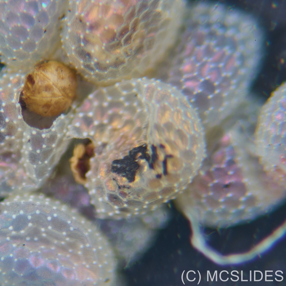 Vintage microscope slide: fluorescence moth eggs for reflected light
