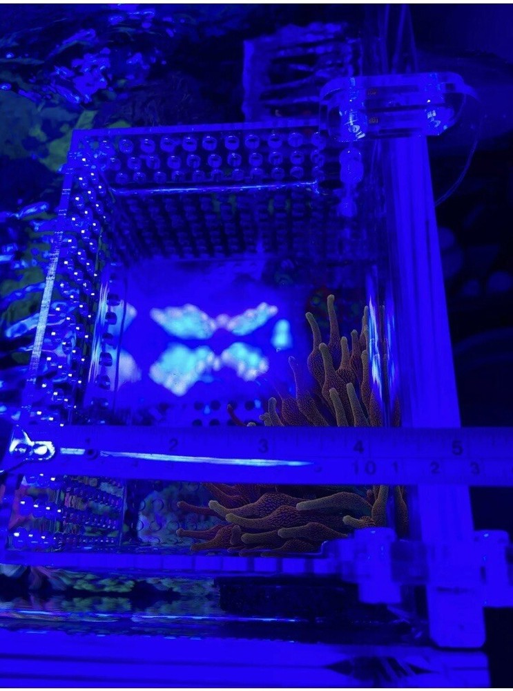 New Nano Mushroom Box Anemone Box